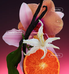 Daily Refresh Set C6